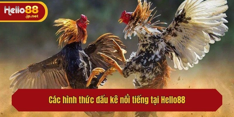 Các hình thức đấu kê nổi tiếng tại Hello88