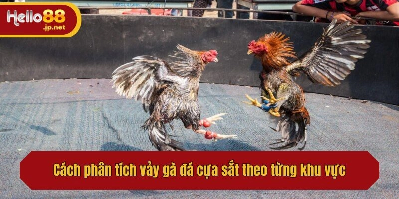Cách phân tích vảy gà đá cựa sắt theo từng khu vực