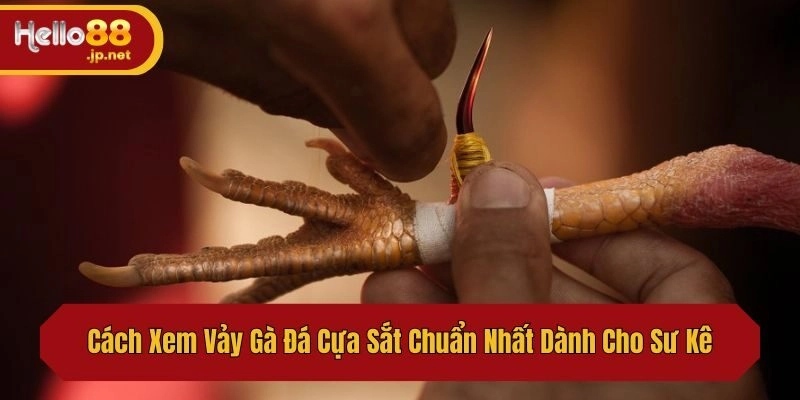 Nhận biết các loại vảy gà tiêu chuẩn theo giới sư kê