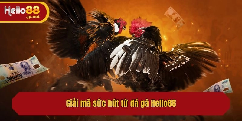 Giải mã sức hút từ đá gà Hello88