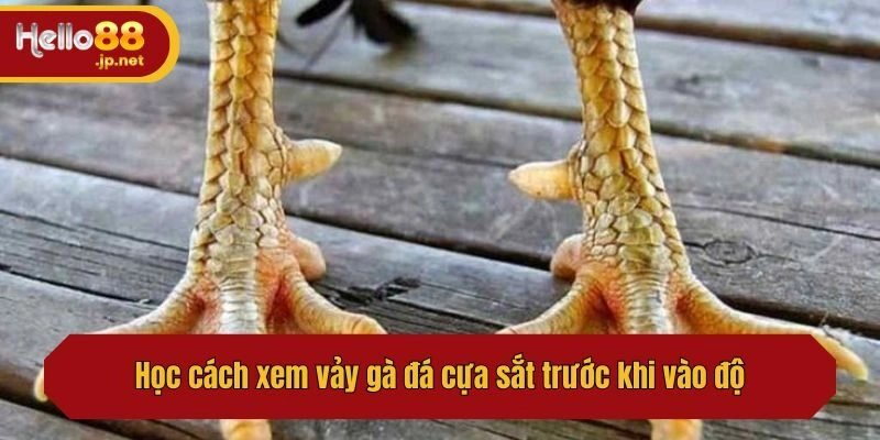 Học cách xem vảy gà đá cựa sắt trước khi vào độ