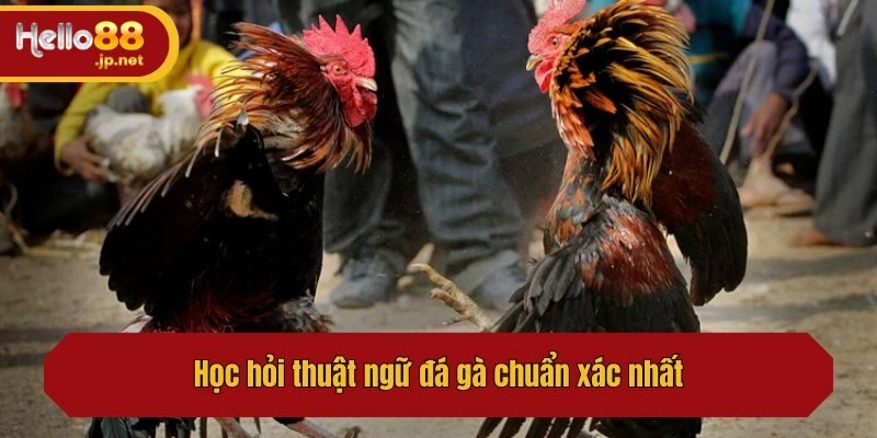 Học hỏi thuật ngữ đá gà ở đâu chuẩn xác nhất?
