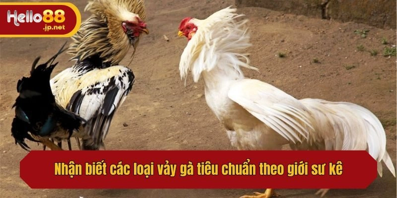 Cách Xem Vảy Gà Đá Cựa Sắt Chuẩn Nhất Dành Cho Sư Kê