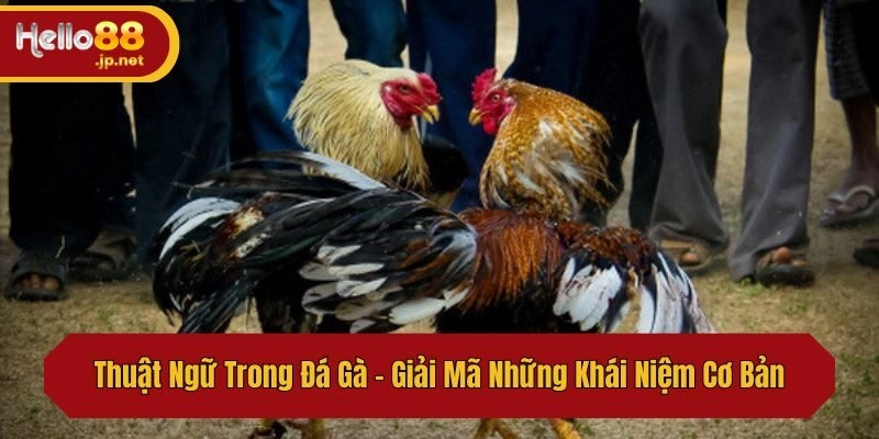 Thuật Ngữ Trong Đá Gà – Giải Mã Những Khái Niệm Cơ Bản
