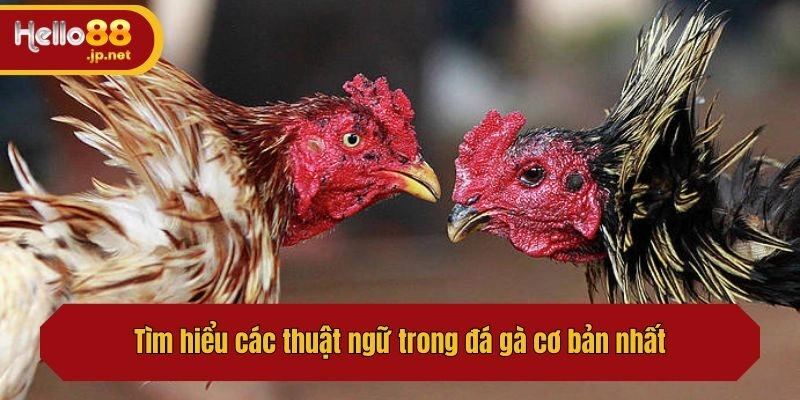 Tìm hiểu các thuật ngữ trong đá gà cơ bản nhất