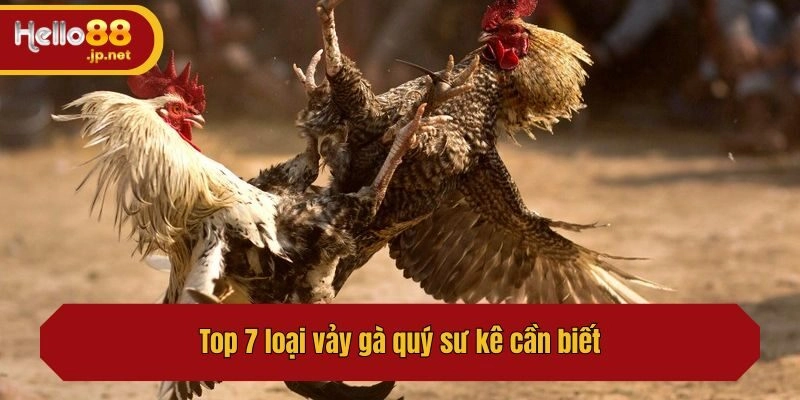 Top 7 loại vảy gà quý sư kê cần biết