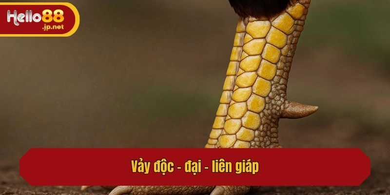 Vảy độc - đại - liên giáp