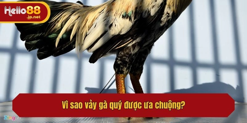 Vì sao vảy gà quý được ưa chuộng?